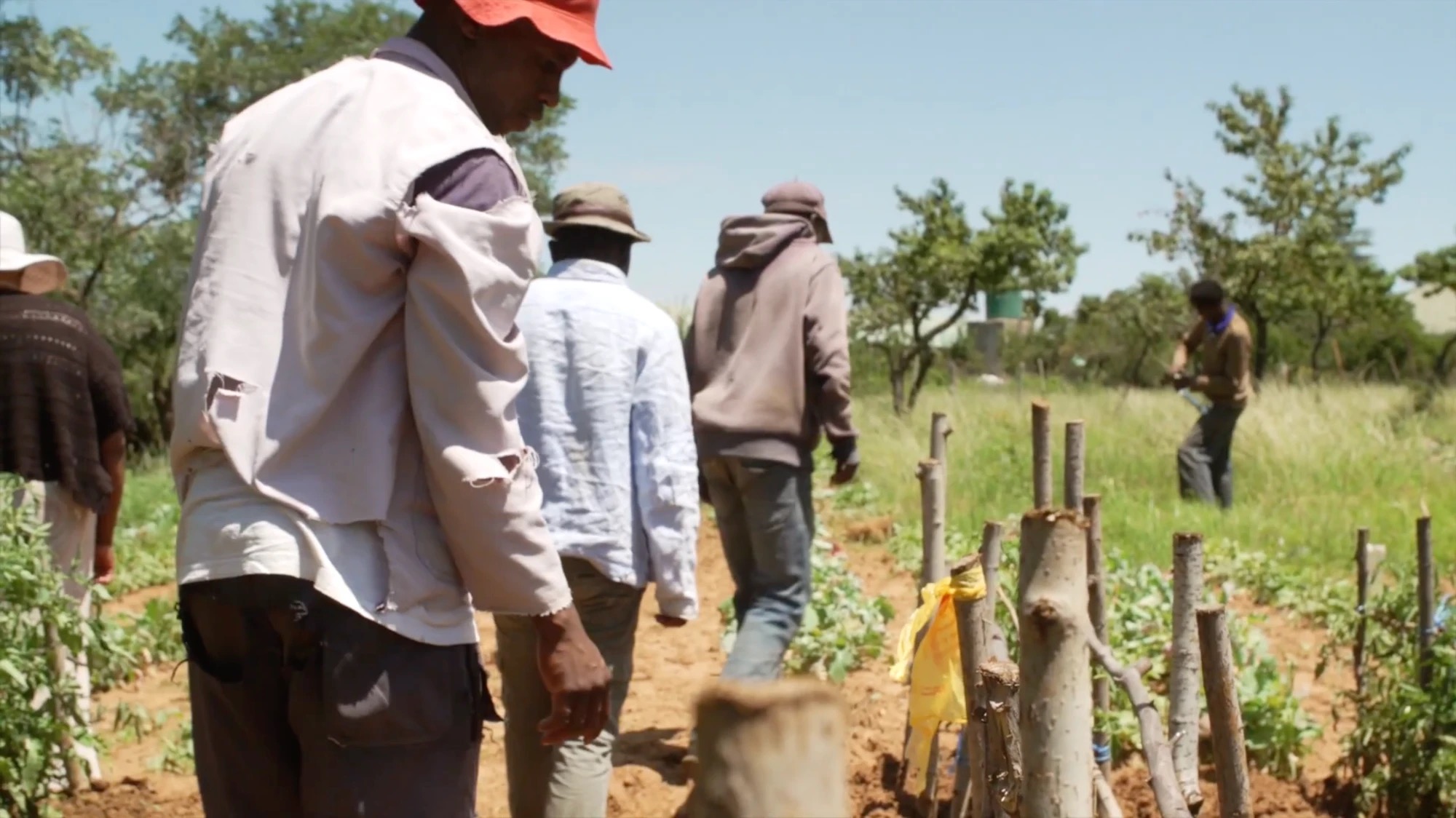 Anciens élèves travaillant dans le potager de la ferme de Levi's Nek, documentaire Farming Our Future
