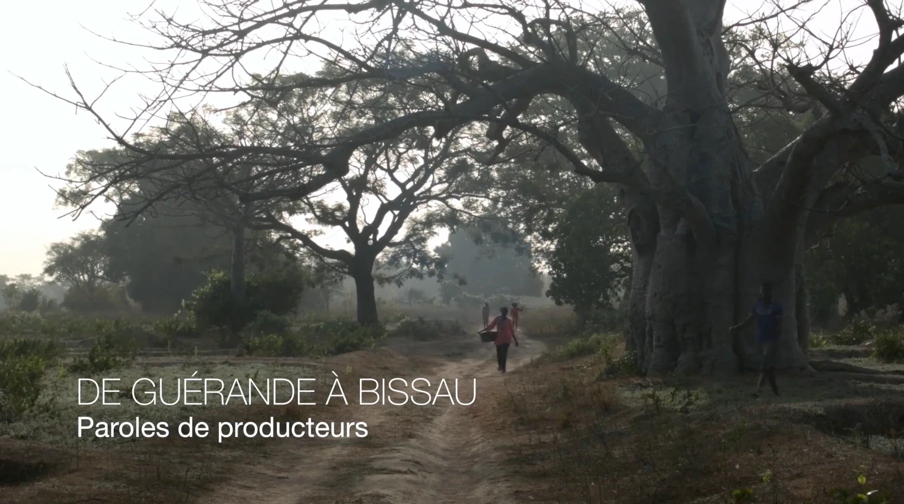 Carte-titre "De Guérande à Bissau" sur un chemin bordé de baobabs, documentaire sur la saliculture en Guinée-Bissau
